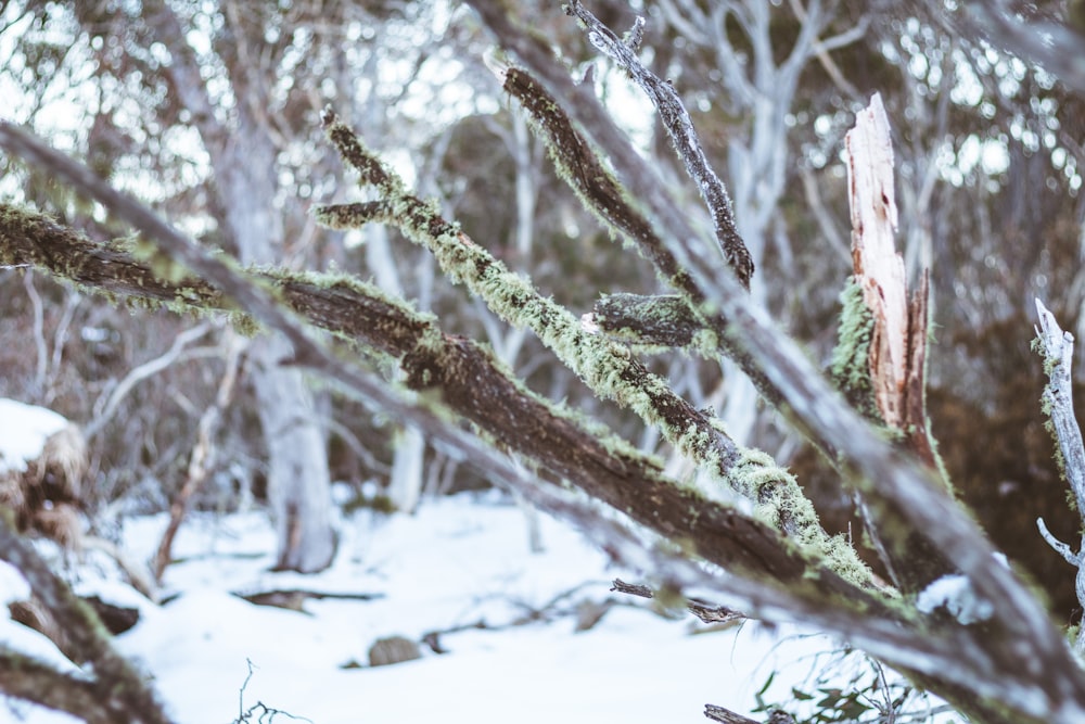 brown tree branch covered with snow