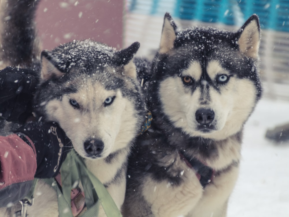 black and white siberian husky