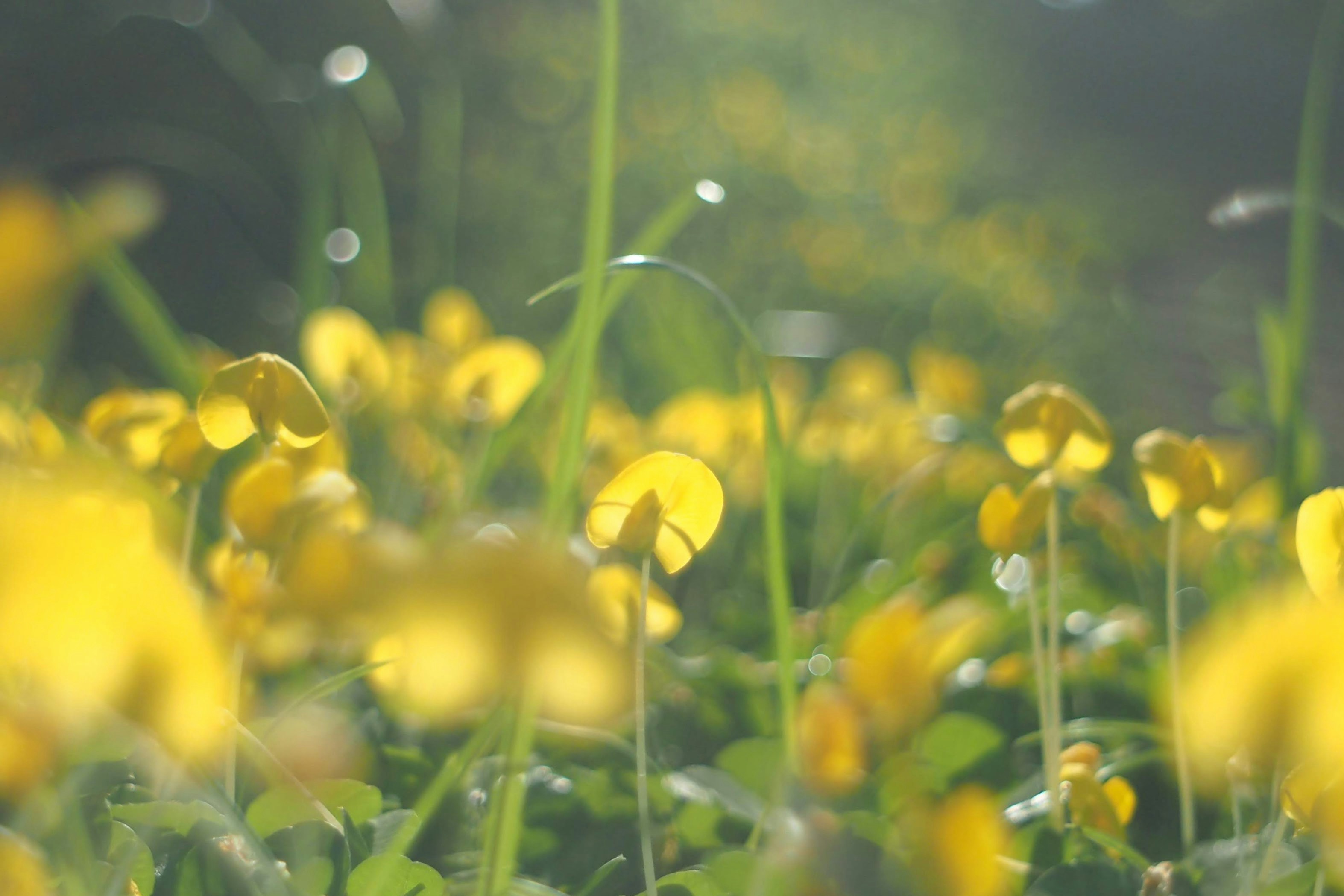 Photo by zaurgiyasov