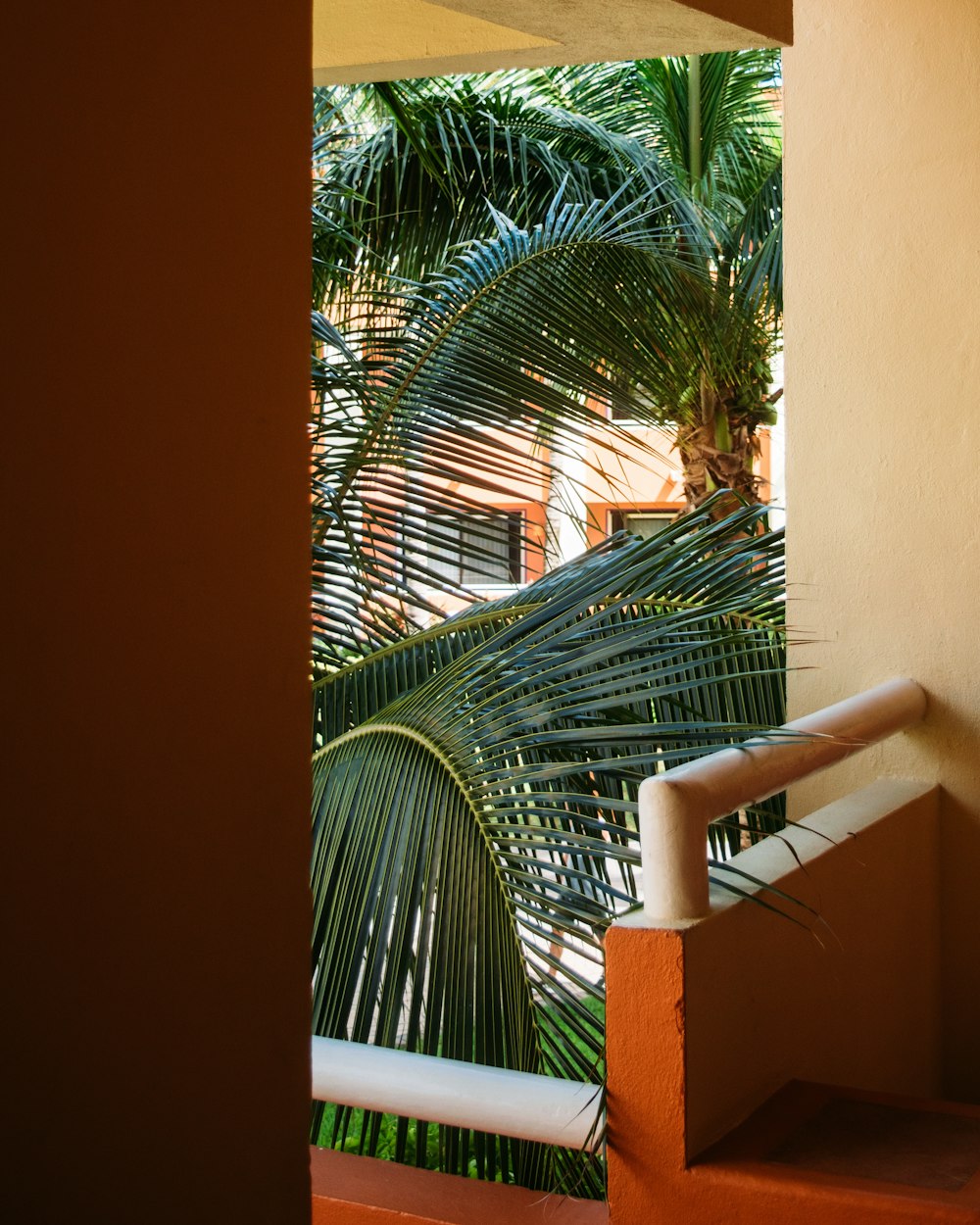 green palm tree near white metal fence