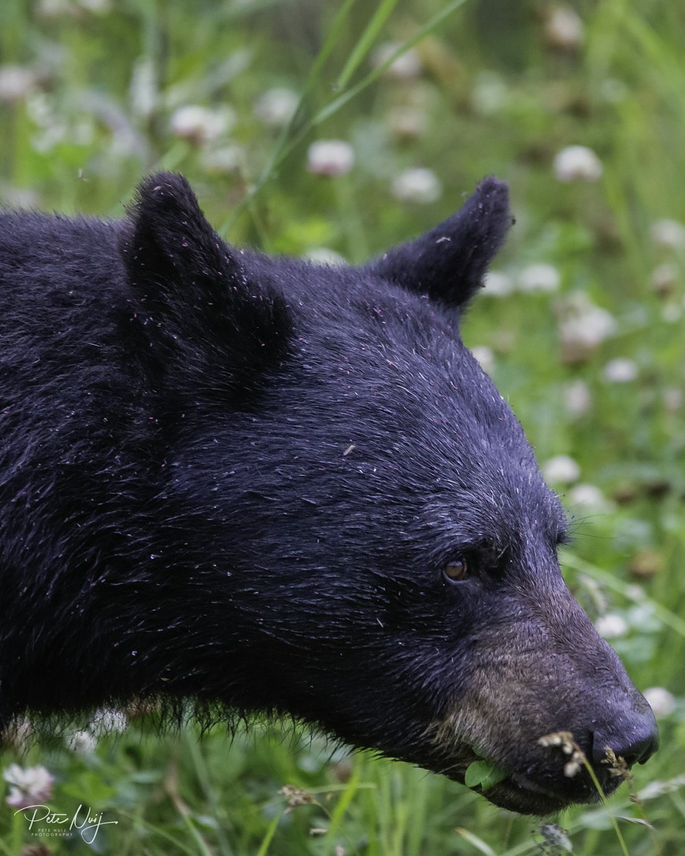 black bear on green grass during daytime