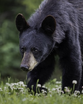 black bear on green grass during daytime