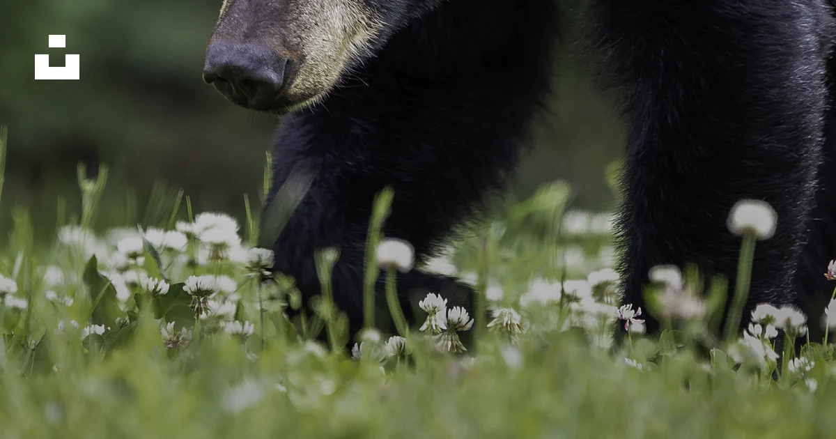 昼間の緑の芝生のツキノワグマの写真 – Unsplashの動物の無料画像