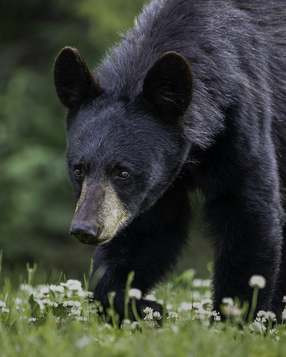 black bear on green grass during daytime