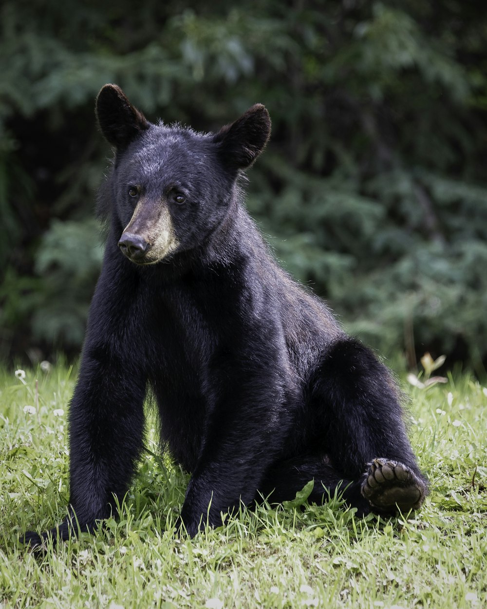 black bear on green grass during daytime