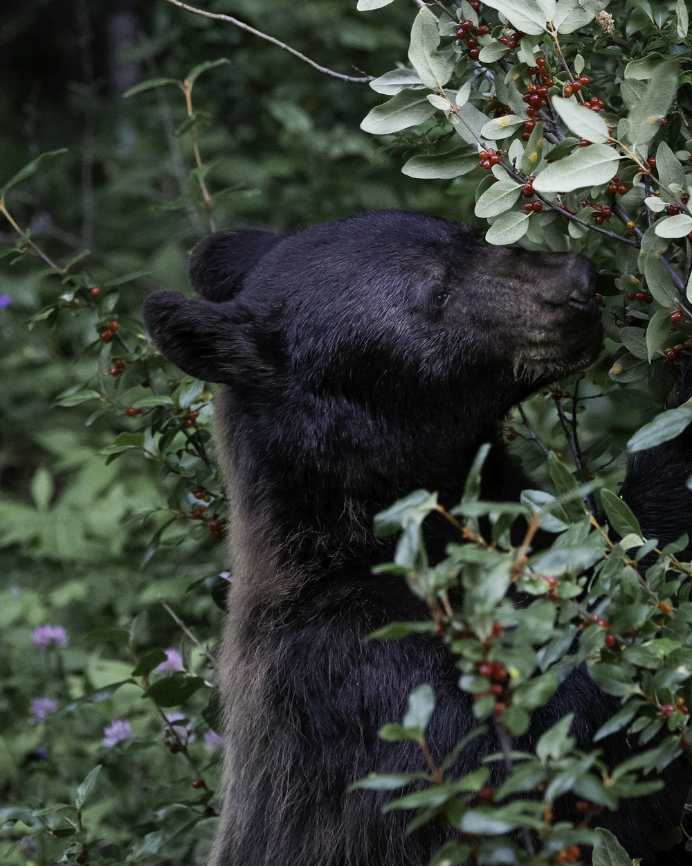 brown bear on green grass during daytime