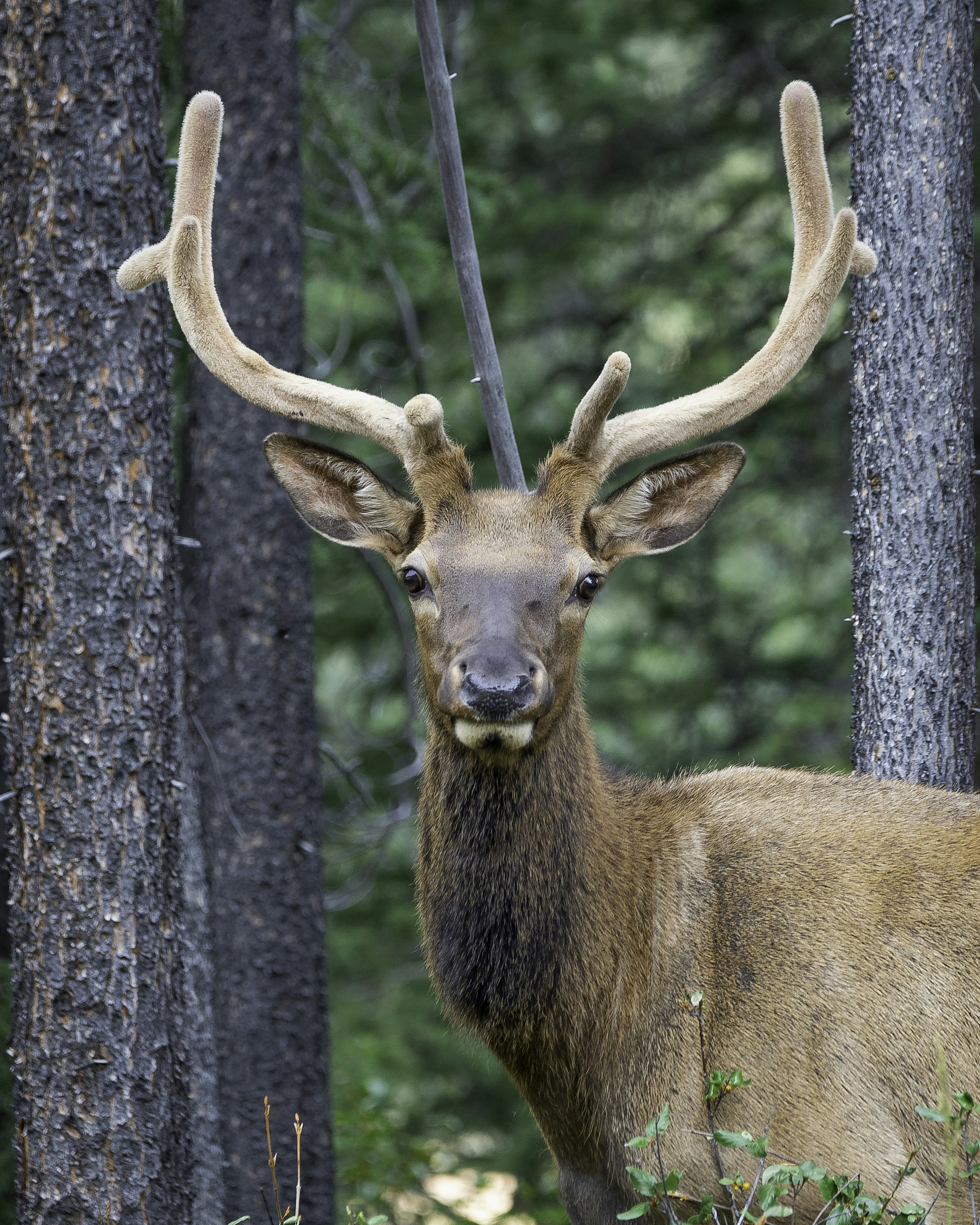 brown deer standing beside gray tree trunk during daytime