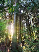 forêt des cèdres