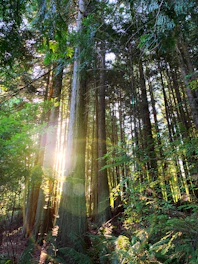 Sunlight streaming through dense forest trees onto a serene forest floor.
