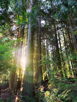 Sunlight streaming through dense forest trees onto a serene forest floor.