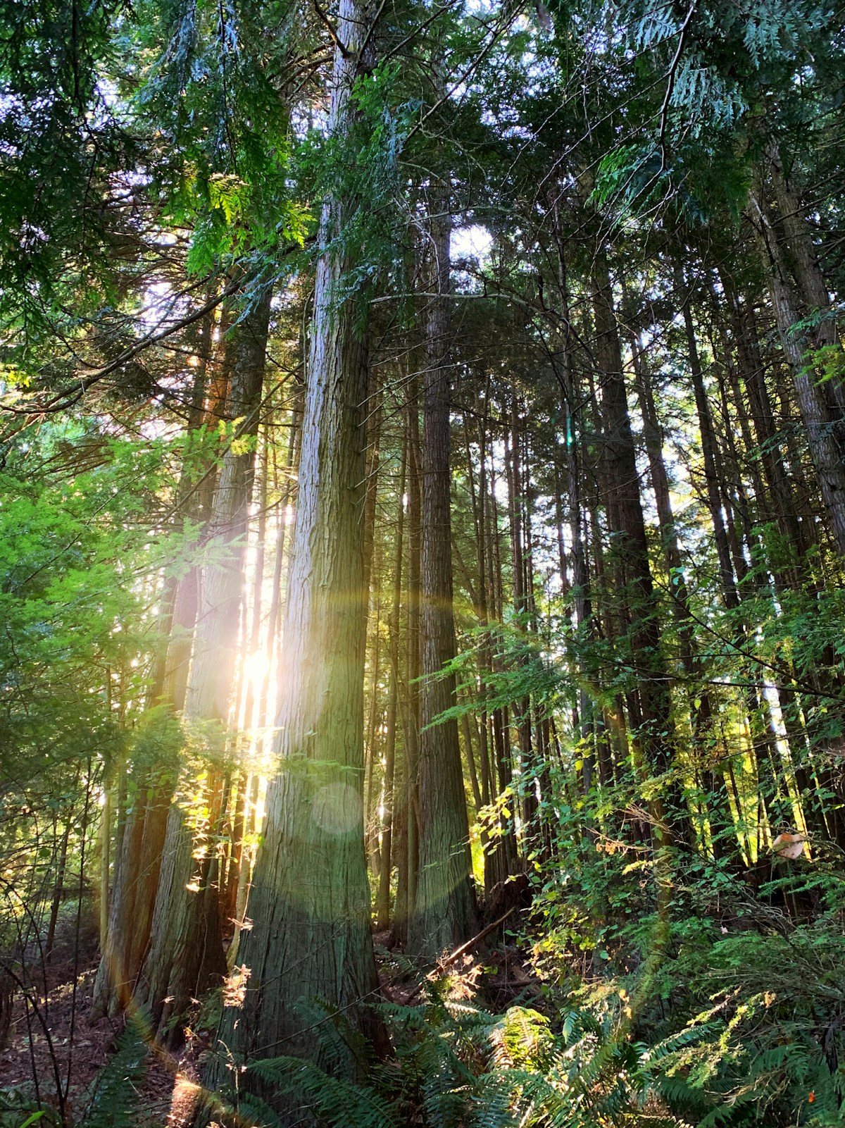 The sunlight peaking through the trees in a dense forest.