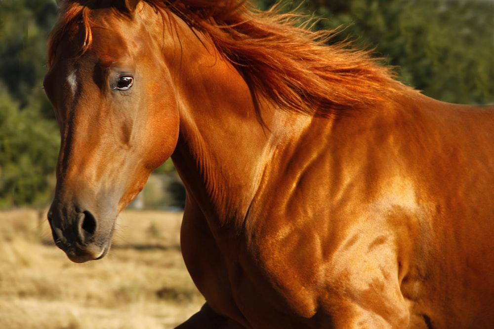 cheval brun sur un champ brun pendant la journée