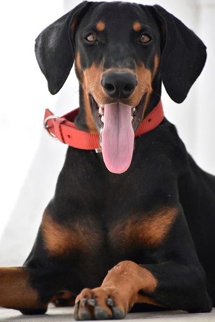 black and tan short coat medium sized dog