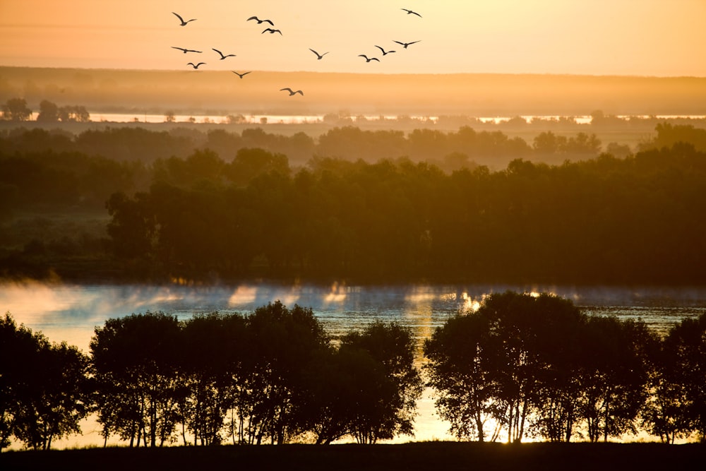 birds flying over the lake during sunset