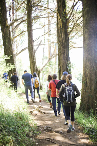 A diverse group of walkers smiling and chatting as they stroll along a sunlit forest trail.