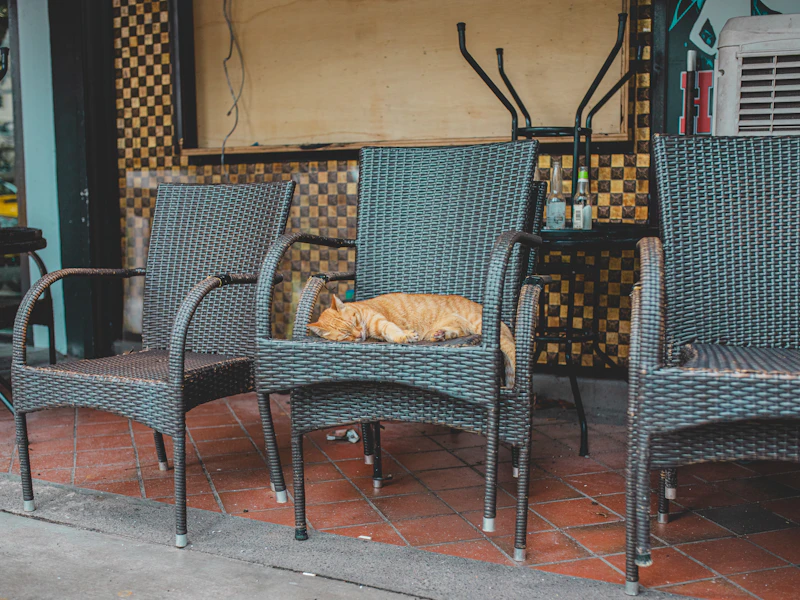 Best Pet-Friendly Cafes in Labuan Bajo Where Your Dog Is as Welcome as You