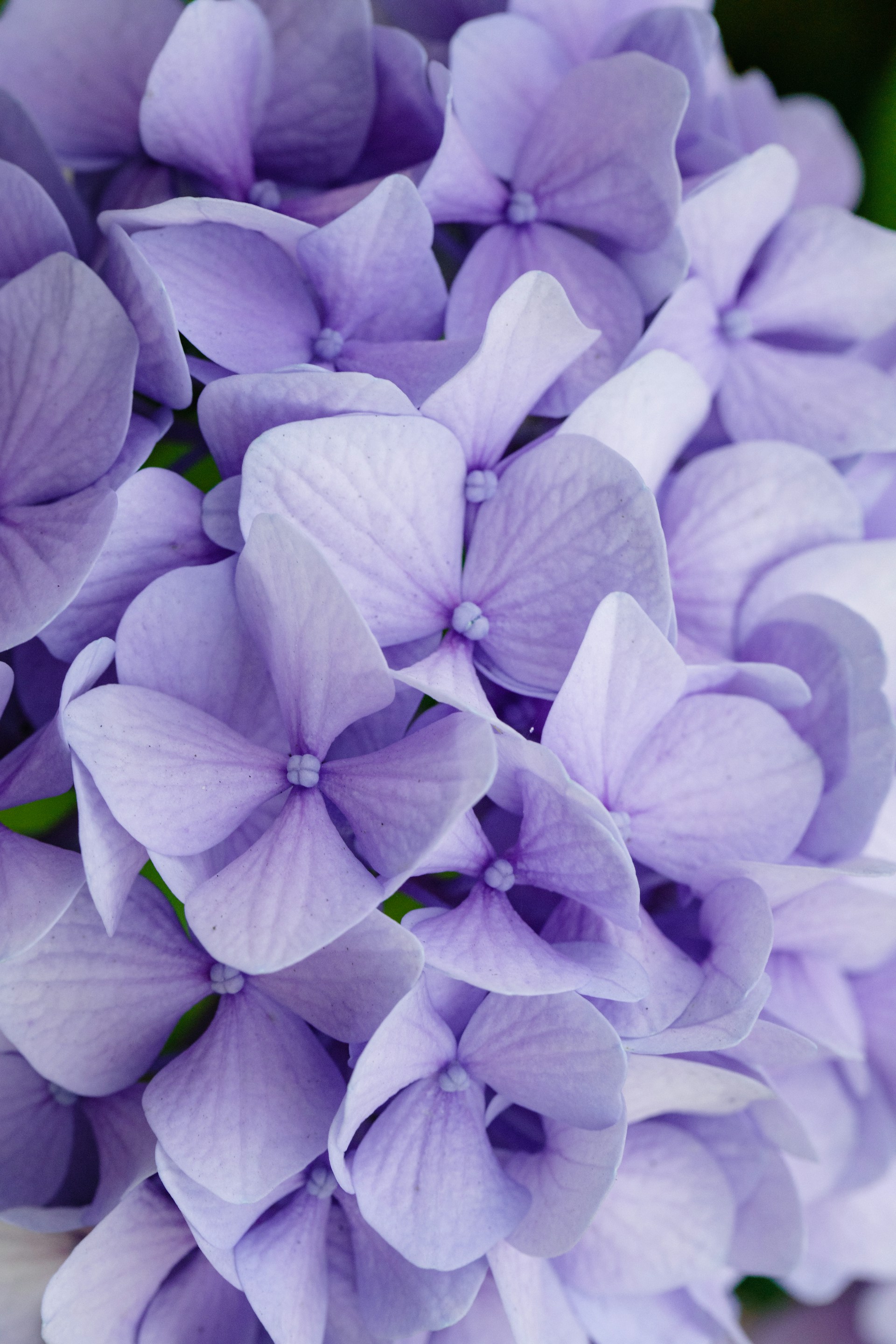 purple and white flower in close up photography