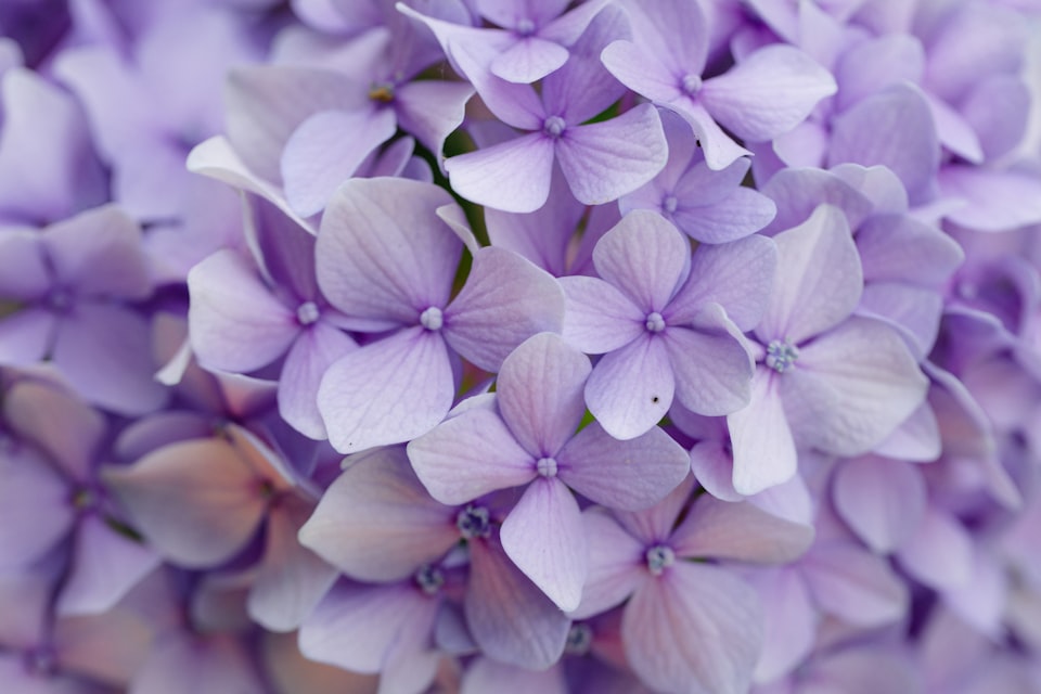 VI: Lilac