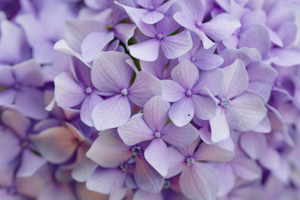 purple flowers in tilt shift lens