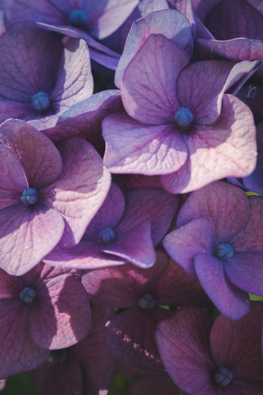 pink and white flower in close up photography