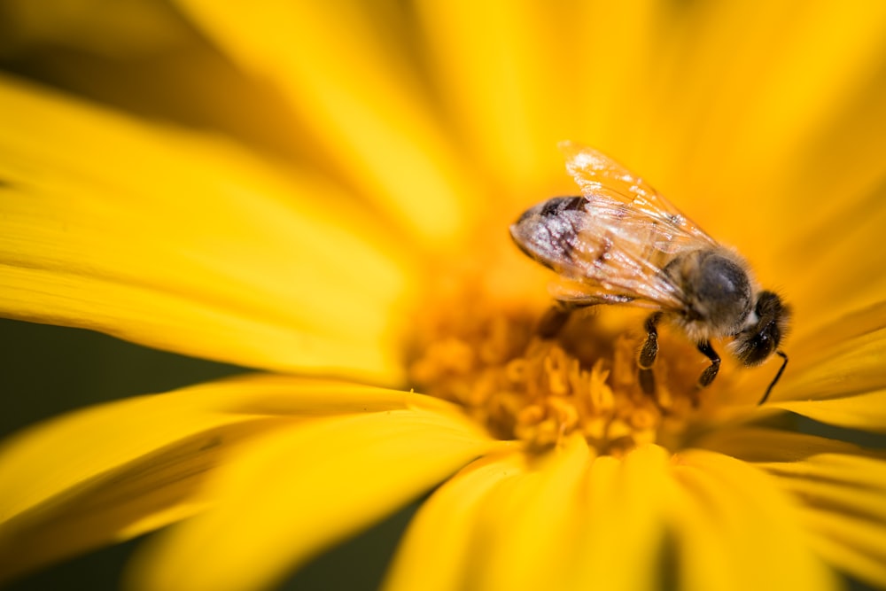 black and yellow bee on yellow flower