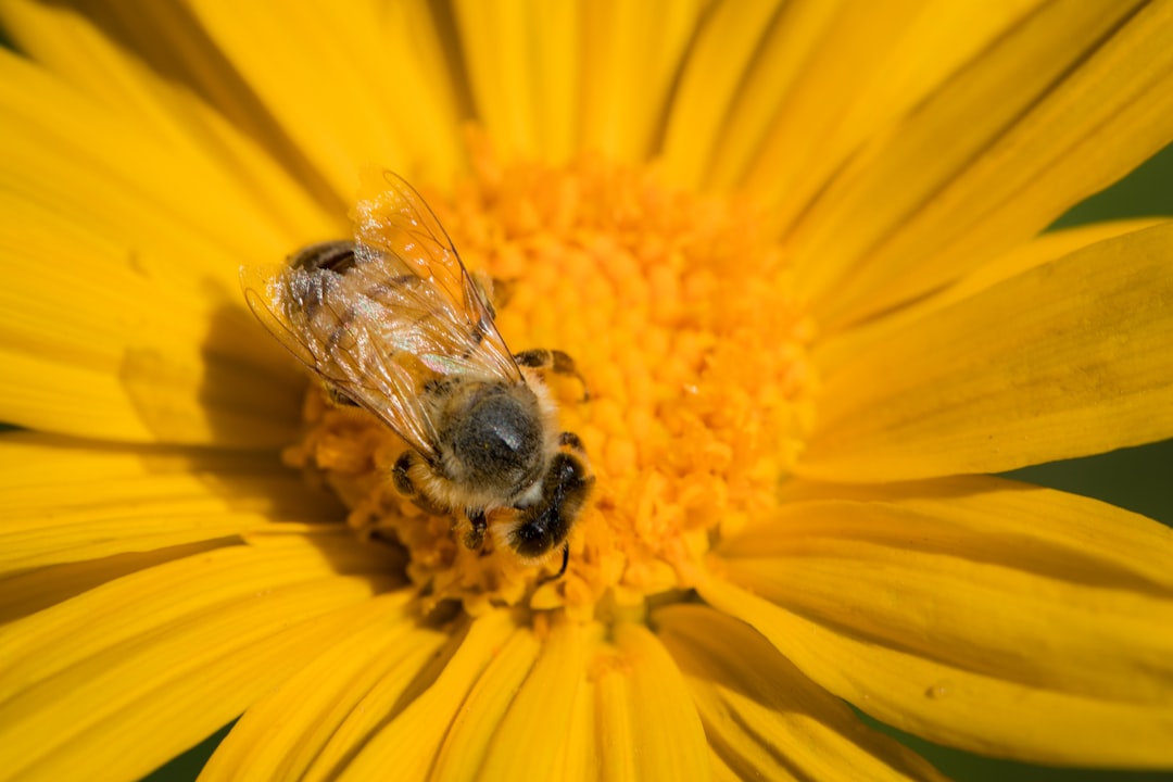 black and yellow bee on yellow flower