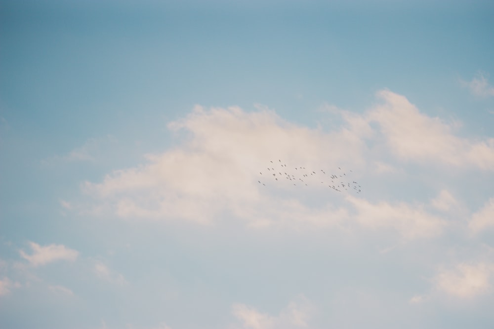 flock of birds flying under blue sky during daytime