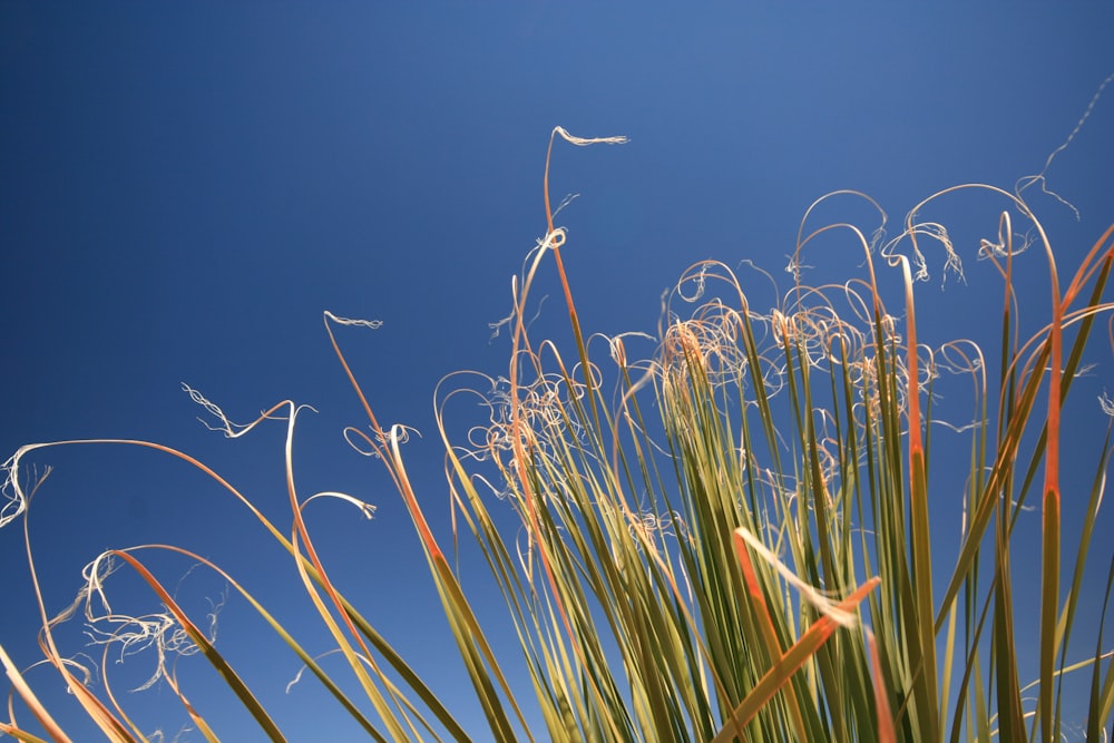 brown grass under blue sky during daytime