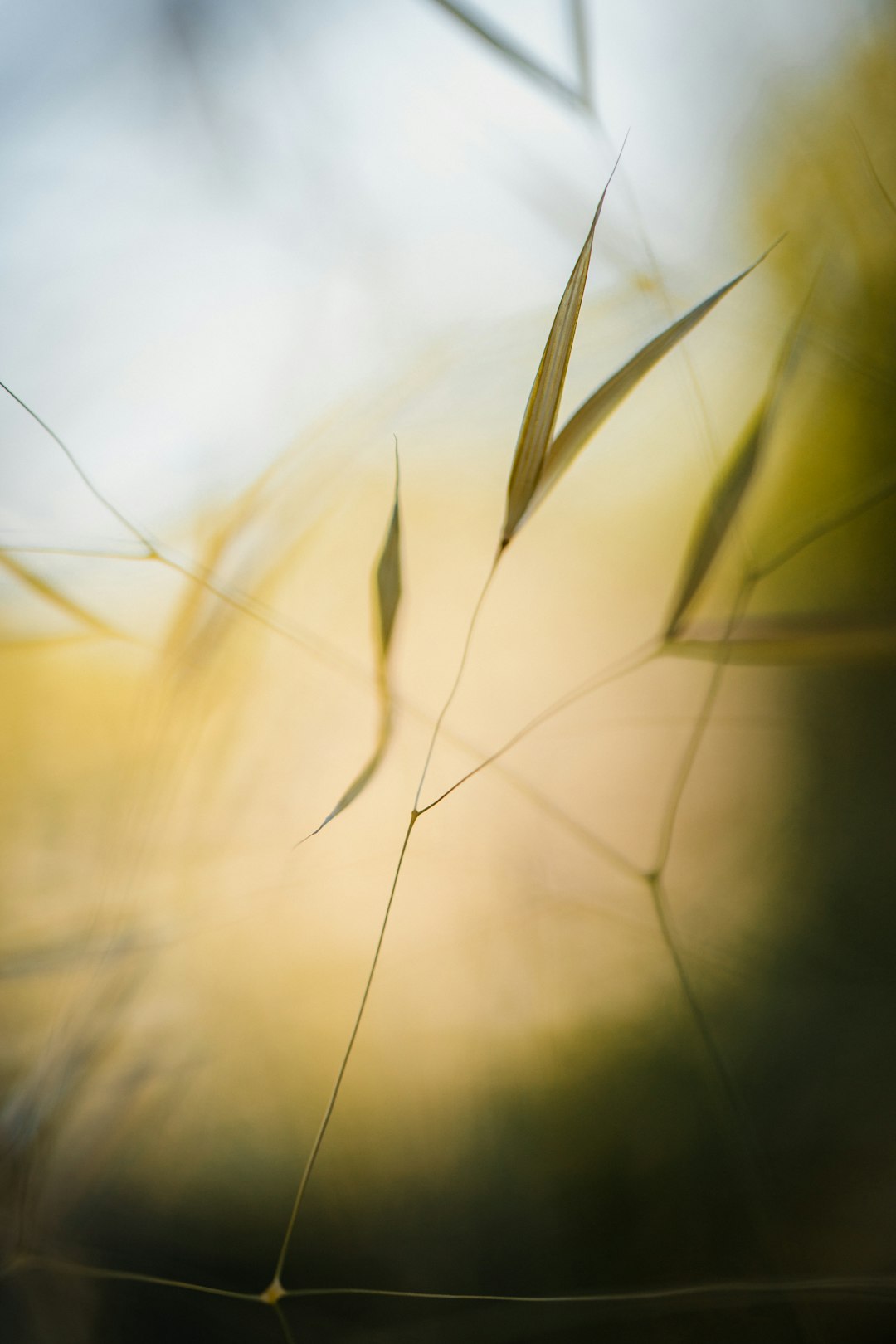 green grass in close up photography