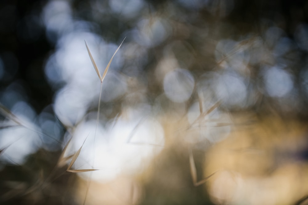 brown grass in tilt shift lens