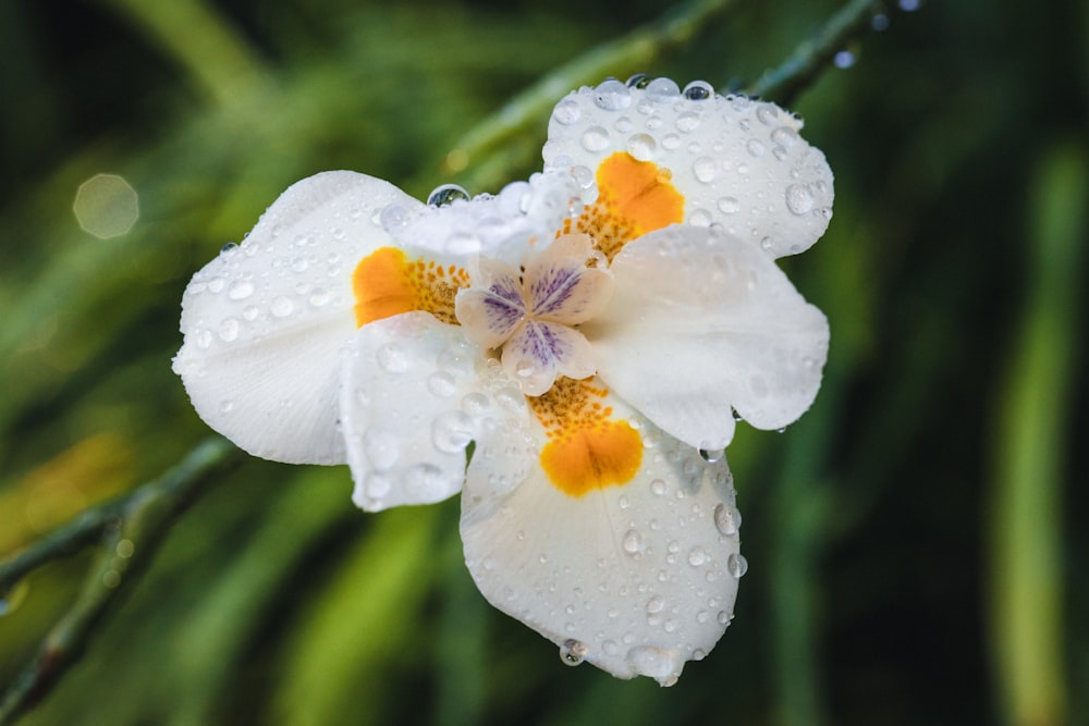 white and yellow flower in macro lens