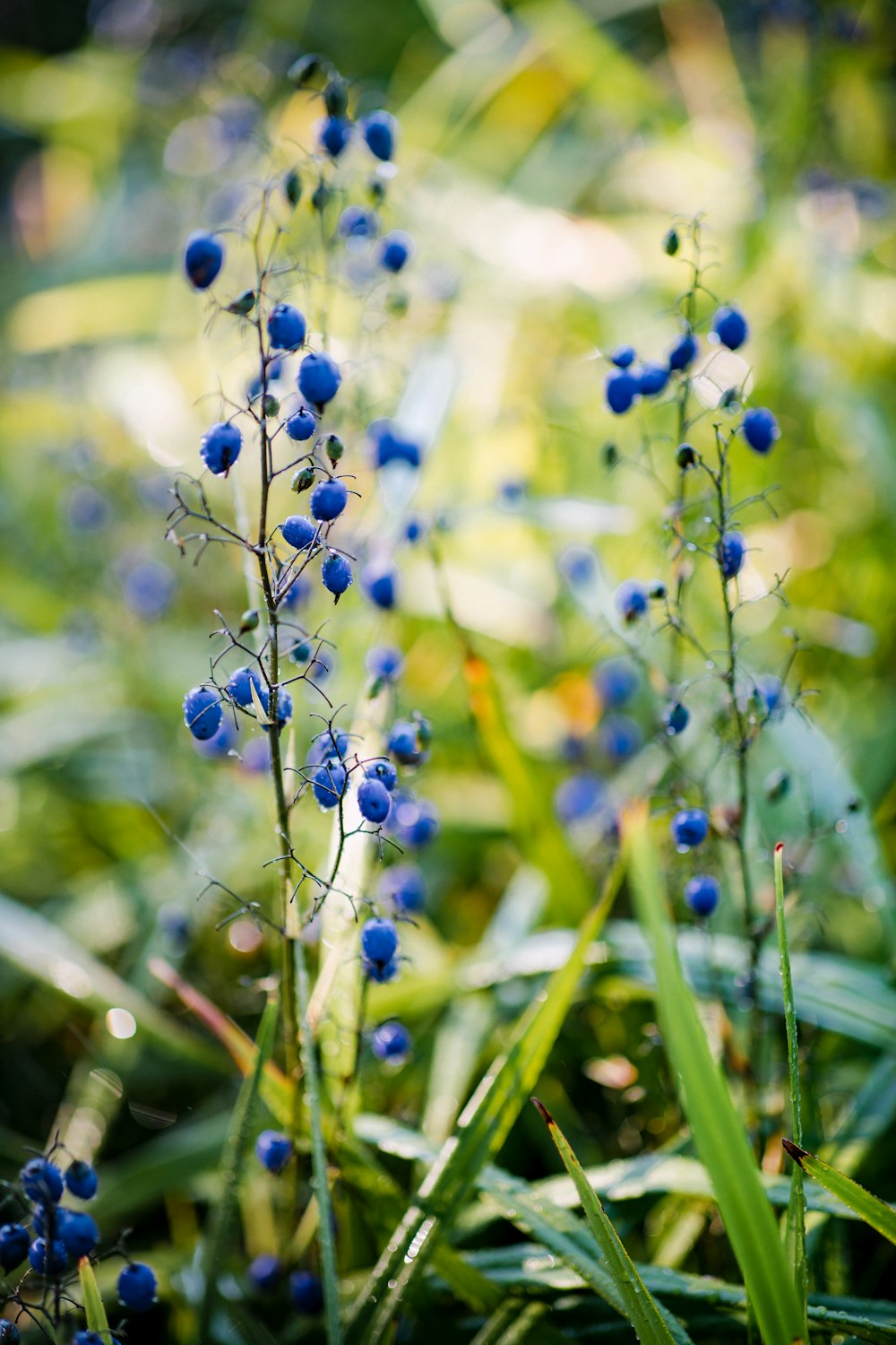 black and white flower buds