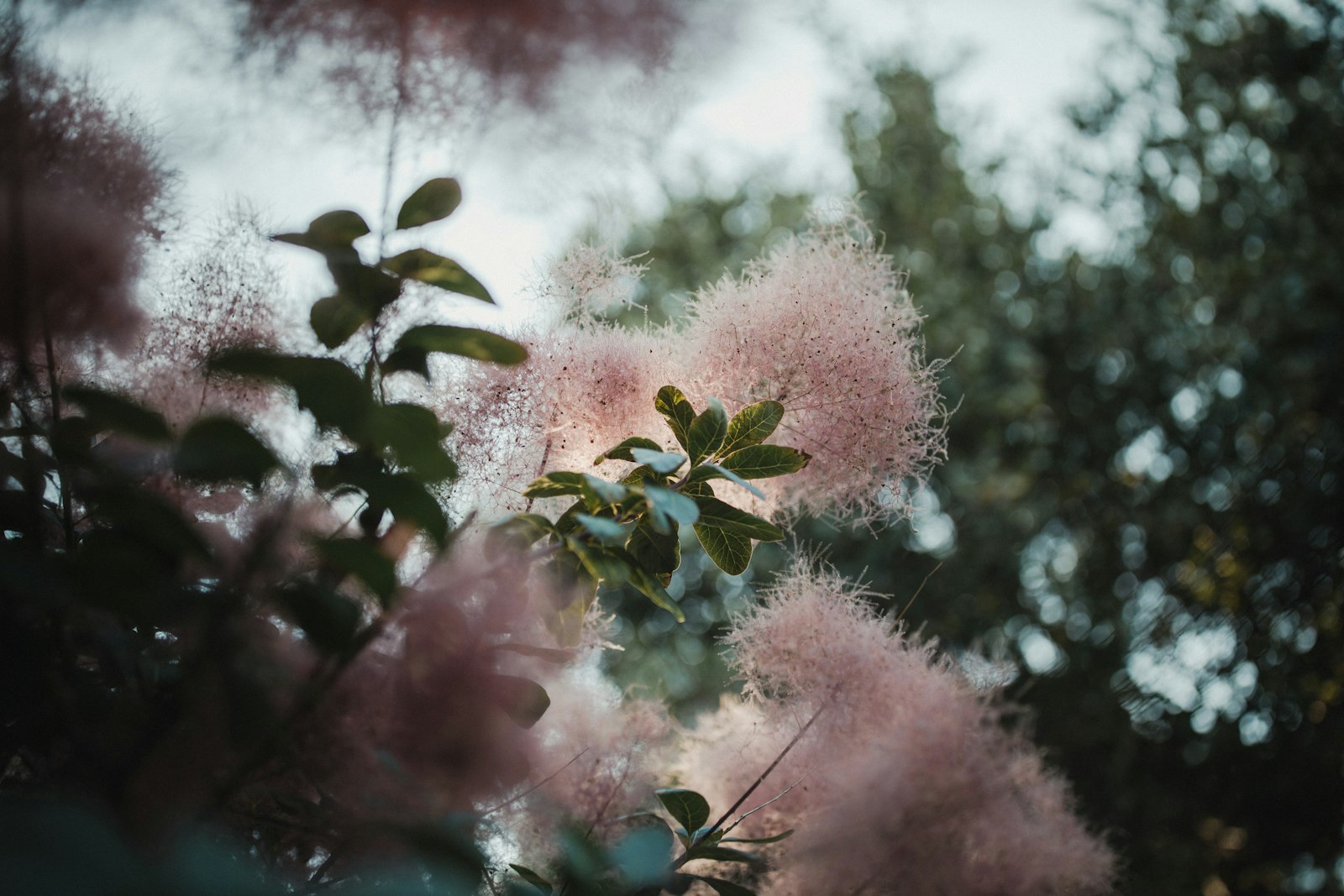 Canon EOS R + Canon EF 35mm F1.4L II USM sample photo. Pink and white flower photography