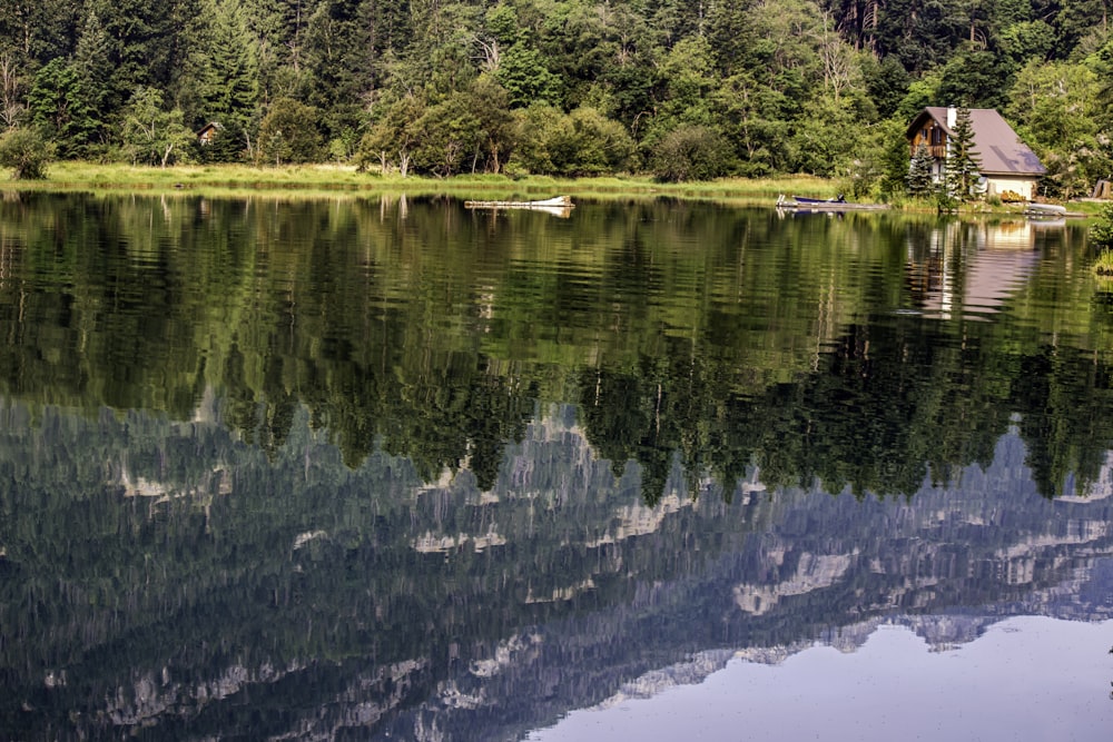 green trees beside body of water during daytime