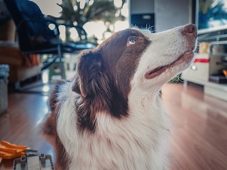 Close-up of a dog gently sniffing a natural supplement jar on a wooden table in soft morning light