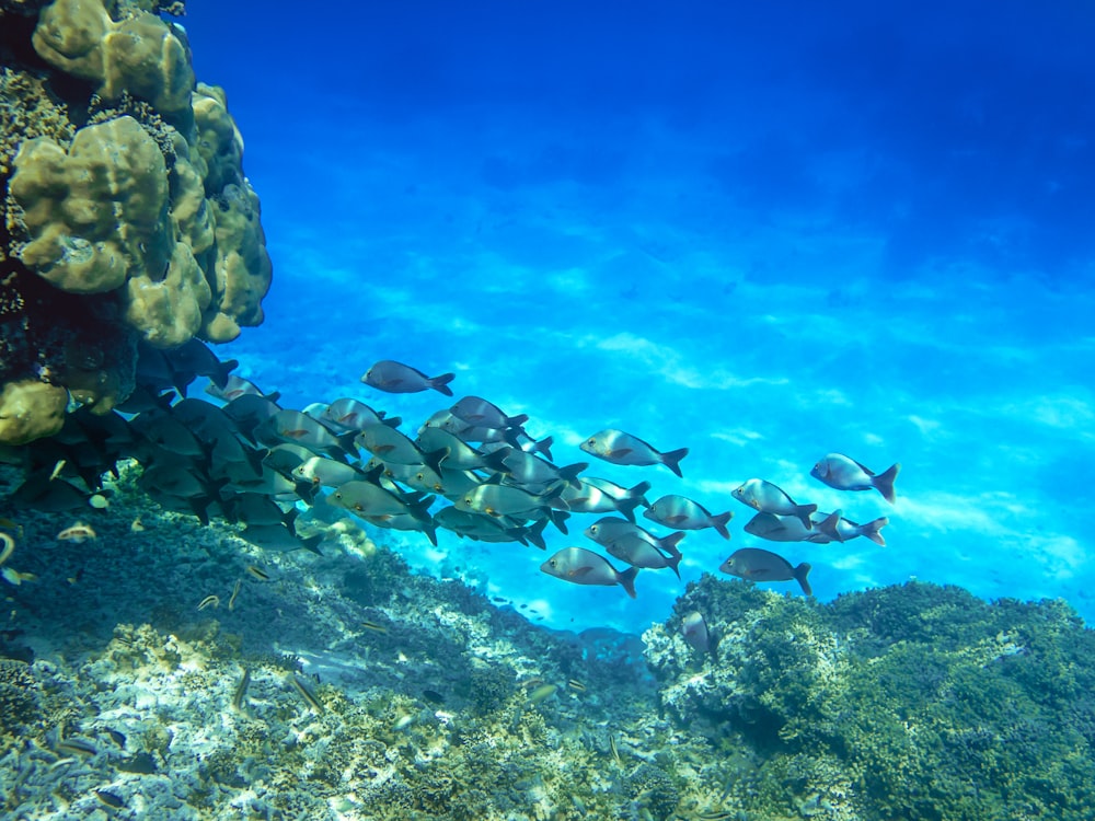 school of fish on body of water