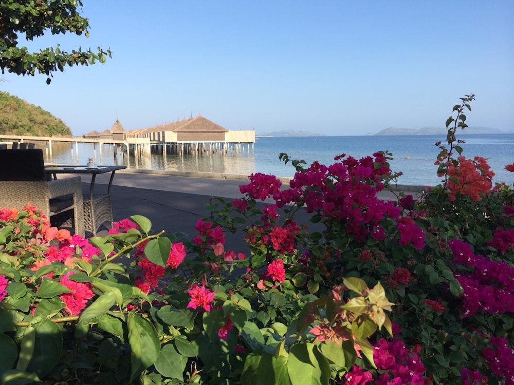 red flowers near body of water during daytime