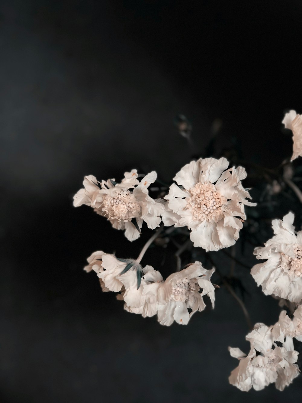 white flowers in black background