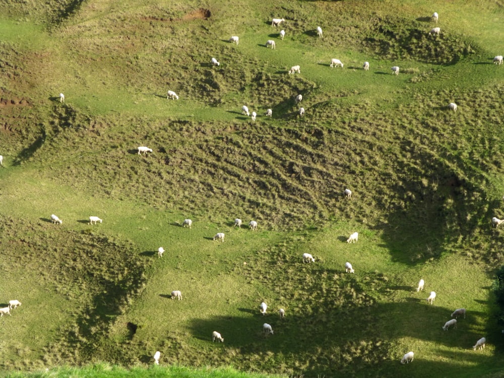 green grass field during daytime