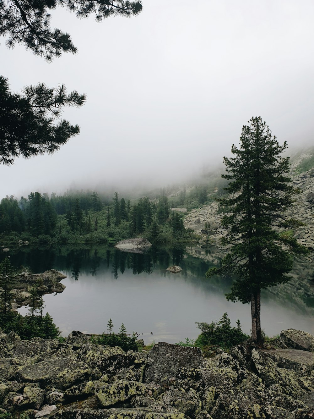 green pine trees near lake during daytime