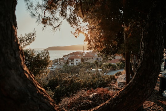 green trees near body of water during daytime in Kardamyli Greece