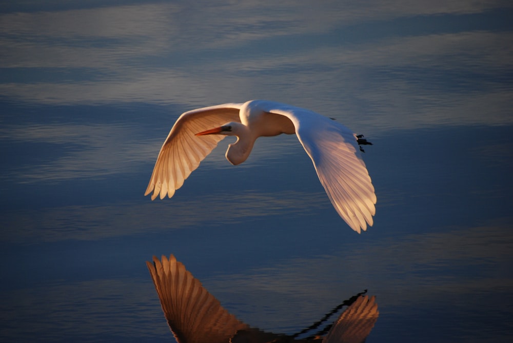 white bird flying over the sea during daytime