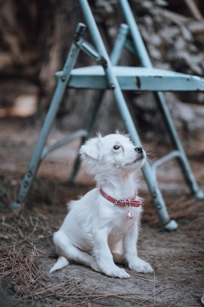 Puppy Training Regression: Why Your Puppy Seems to Have Forgotten Everything