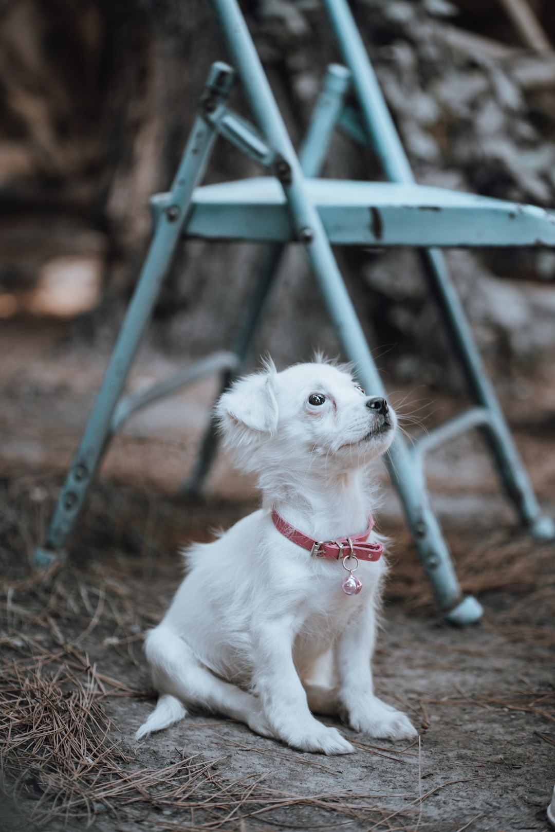 white puppy on brown dried leaves