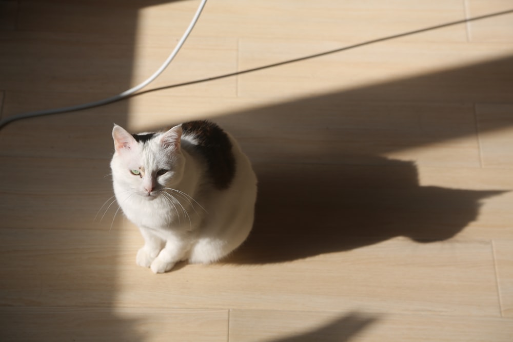 white and brown cat on brown floor tiles