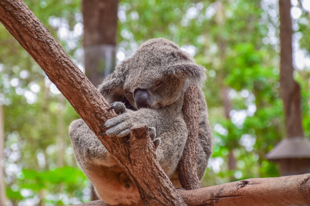 koala bear on brown tree branch during daytime