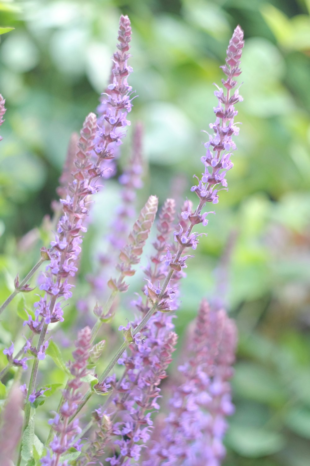 pink flower buds in tilt shift lens