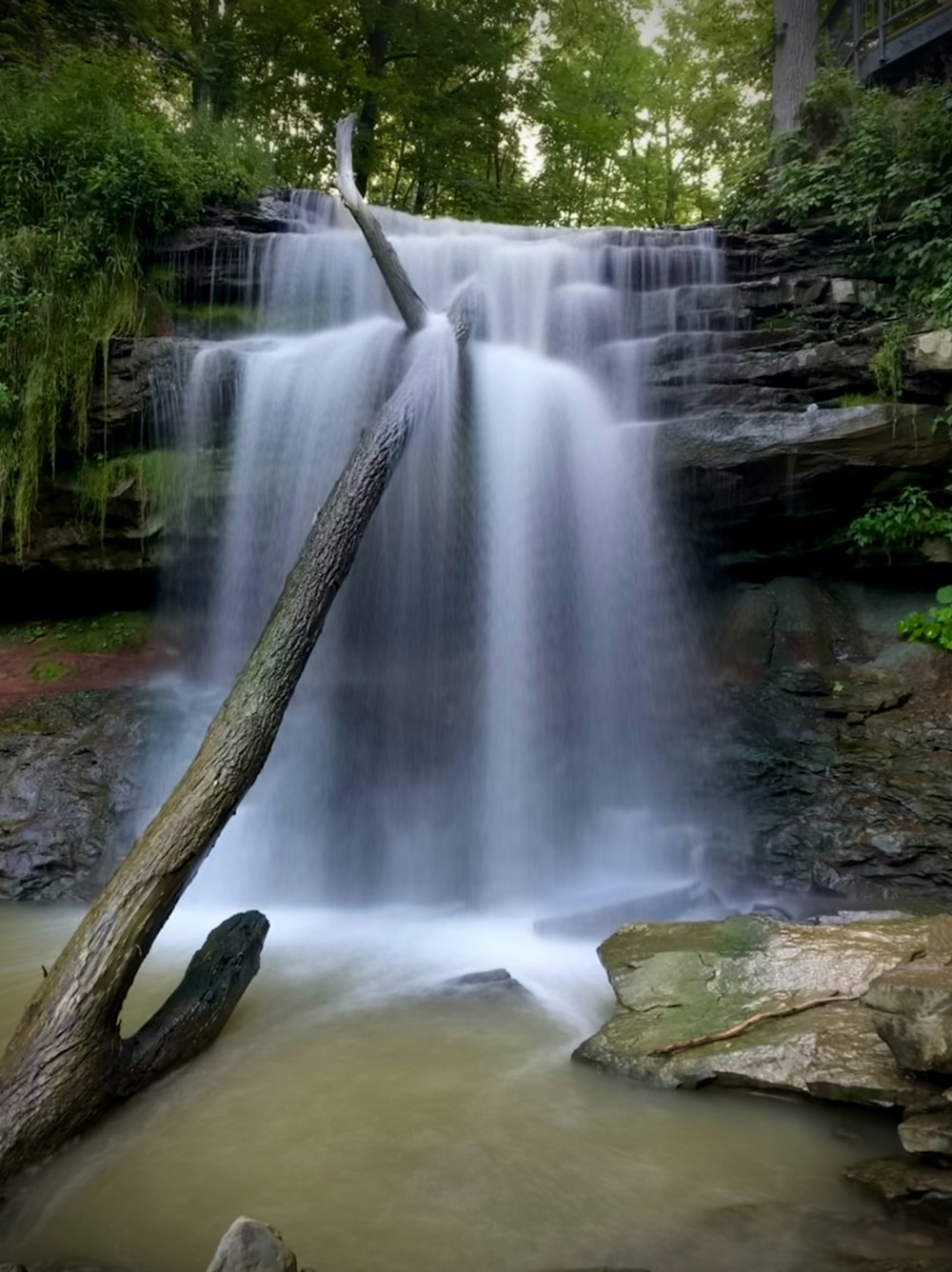 brown tree trunk on water falls