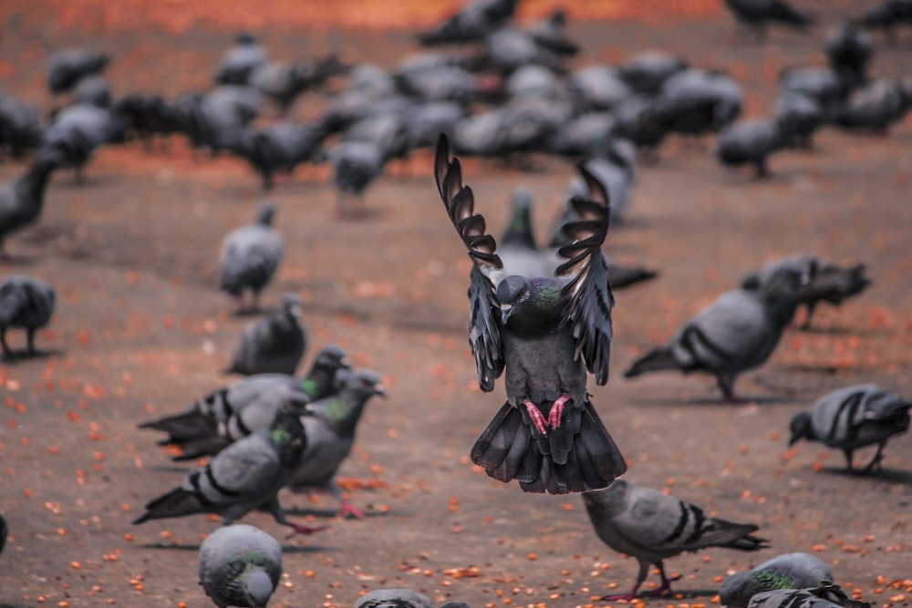 flock of pigeons on brown soil