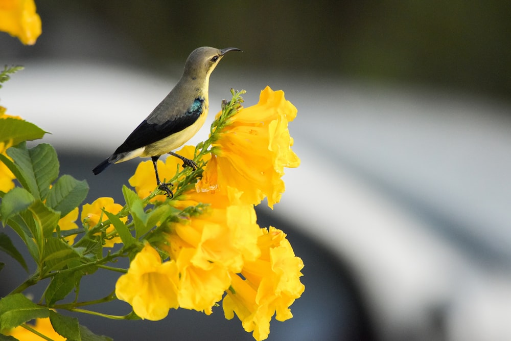 black and white bird on yellow flower